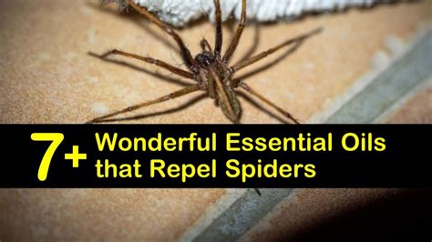 7 Wonderful Essential Oils That Repel Spiders