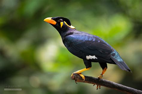 Hill Mynah Taken At The Singapore Jurong Bird Park Sim0n Flickr