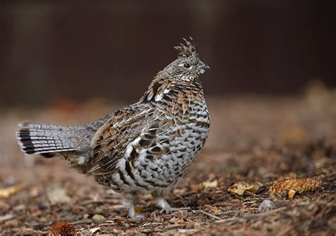 Gallo De Las Artemisas Centrocercus Urophasianus MundiAves