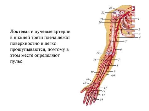 Кровеносная система человека: артерии - online presentation