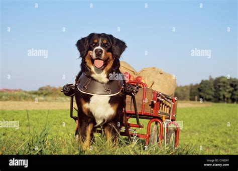 Bernese Mountain Dog Pulling Cart With Apples Stock Photo Alamy