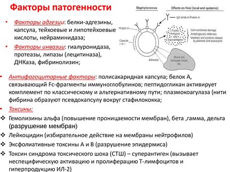 Стафилококки. Стрептококки - презентация онлайн