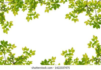 Tree Leaf Frame On White Background Stock Photo 517740991 Shutterstock