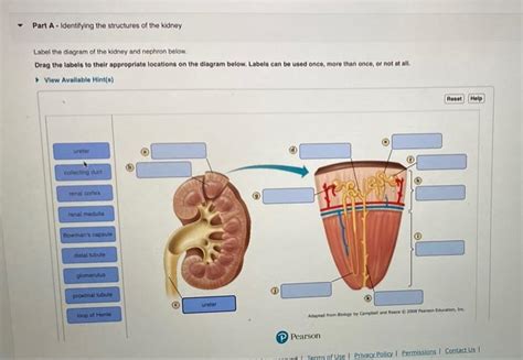 Label The Diagram Of Kidney And Nephron Below