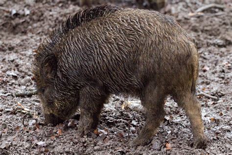 Kostenlose Foto Wald Tierwelt Wild Fauna Tiere Wirbeltier