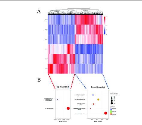 Analysis Of Degs And Pathways Derived From Mouse Spleens Infected With Download Scientific