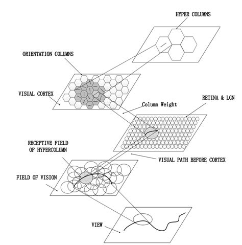 Primary Visual Cortex Orientation Selection Hierarchical Network The