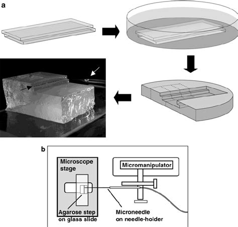 Setup For Parhyale Embryo Microinjection A Preparation Of