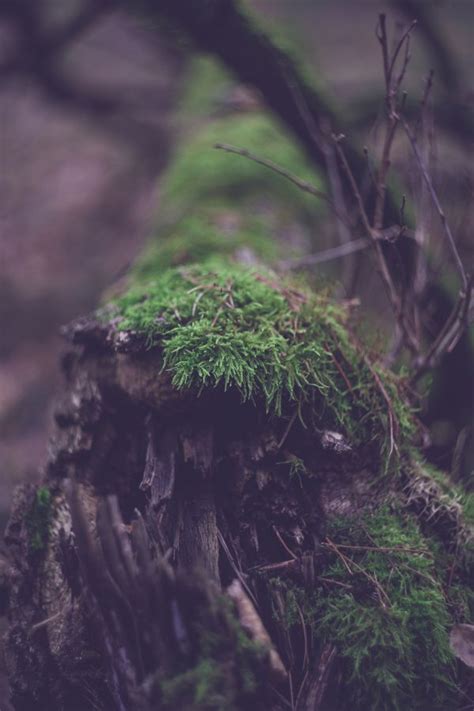 Free Images Landscape Tree Nature Forest Grass Branch Light