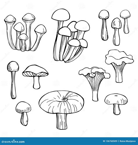 Hand Drawn Mushrooms On White Background Stock Vector Illustration