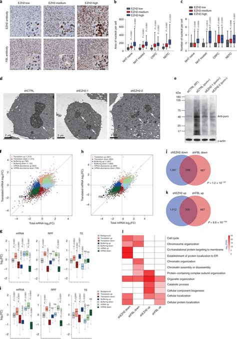 Ezh2 Regulates The Translation Process In A Positive Manner A