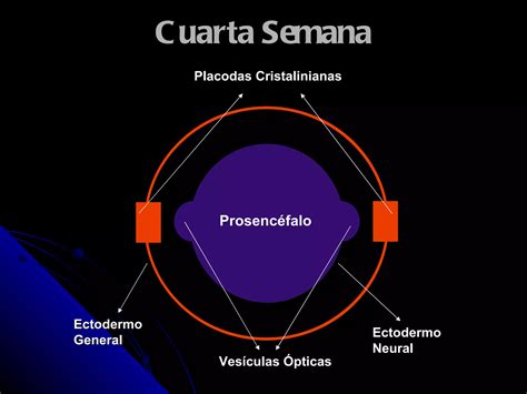 Embriolog A De Los Rganos De Los Sentidos Ppt