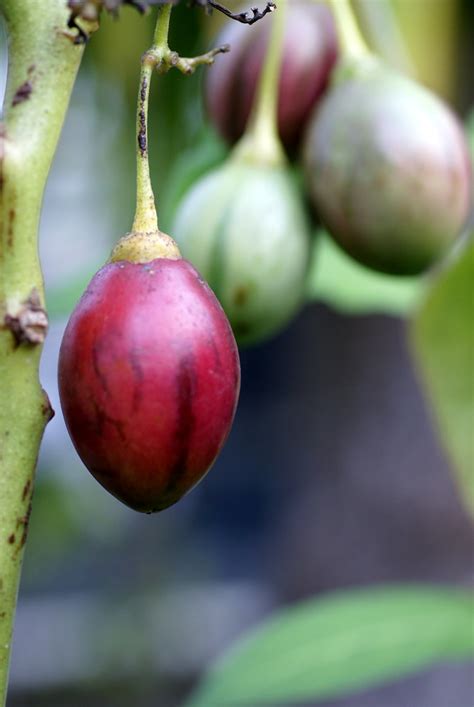 Baumtomate Tamarillo Cyphomandra Betacea Hen Magonza Flickr