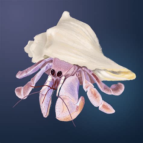 Hermit Crab Species :: Behance