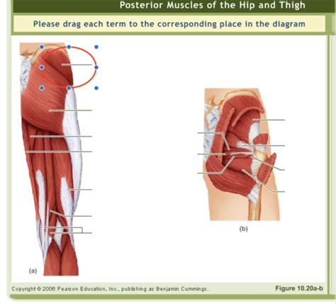 Posterior Muscles Of The Hip And Thigh Flashcards Quizlet