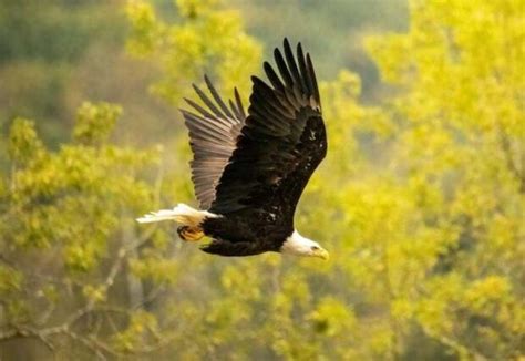 What Eagle Has The Longest Talons Who Holds The Record