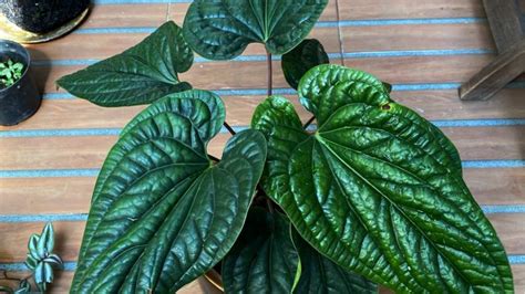 Anthurium Radicans Features Care And Common Issues