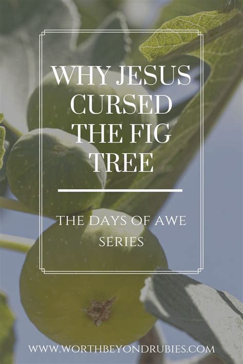 Why Did Jesus Curse The Fig Tree The Fascinating Answer Artofit