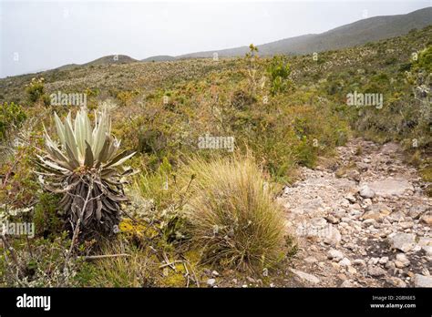 Frailejones endemic flowers of the paramo of south america Páramo de