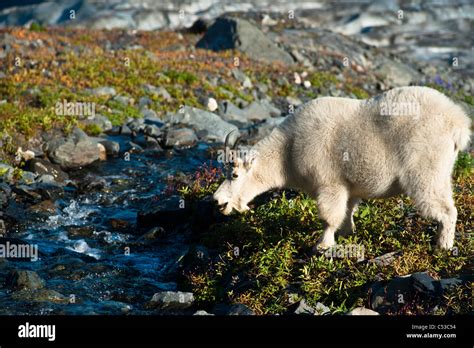 Mountain Goat Grazing On Plants Next To A Stream Near Harding Icefield