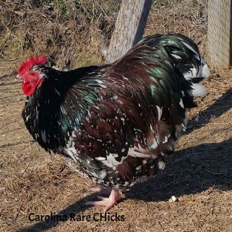 Jubilee Orpington | carolina-rare-chicks