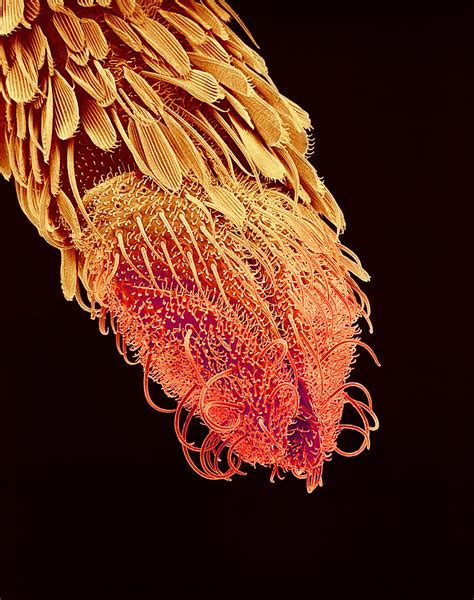 Mosquito Proboscis, Sem Photograph by Susumu Nishinaga | Fine Art America