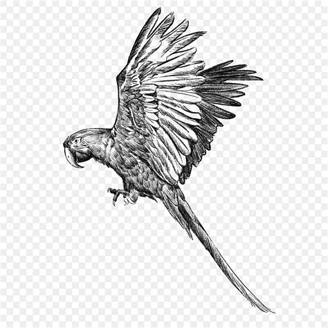 flying parrot pencil drawing