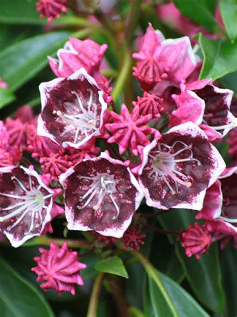 Kalmia Latifolia Kaleidoscope Lorbeerrose Kaleidoscope