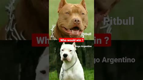 Dogo Argentino Vs Pitbull Dog Real Fight 🔥 Who Would Win