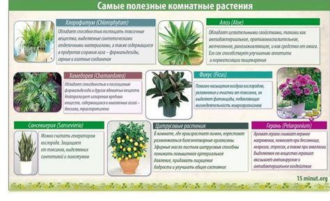Самые неприхотливые комнатные растения с фото и кратким описанием