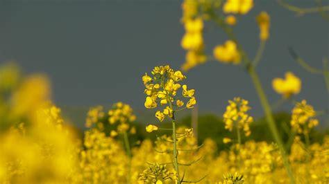 Brassica juncea - UF/IFAS Assessment - University of Florida, Institute ...