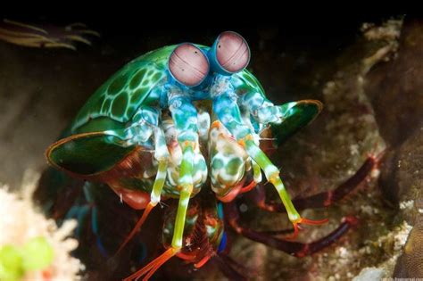 Pin En Animales Inusuales