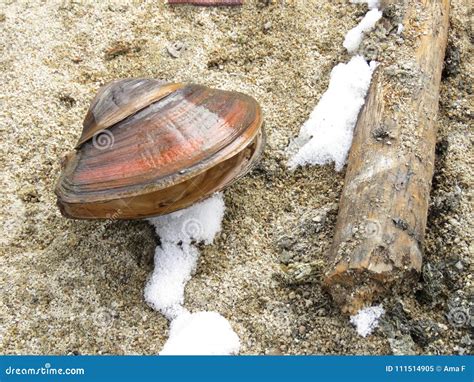 Anodonta Cygnea on the Bank of the Creek Stock Image - Image of flows ...