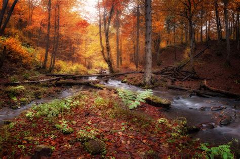 Creek at autumn forest Photograph by Nickolay Khoroshkov - Fine Art America