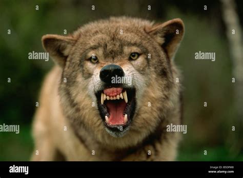 Growling Wolf Hi Res Stock Photography And Images Alamy