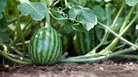 Watermelon Farm