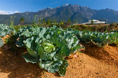 Cabbage Garden With Mount Kinabalu At The Background In Kundasang Sabah East Malaysia Stock