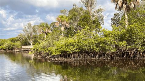 All About Mangroves On Florida S Nature Coast NatureCoaster