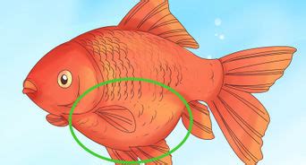 How To Breed Goldfish Steps With Pictures Wikihow