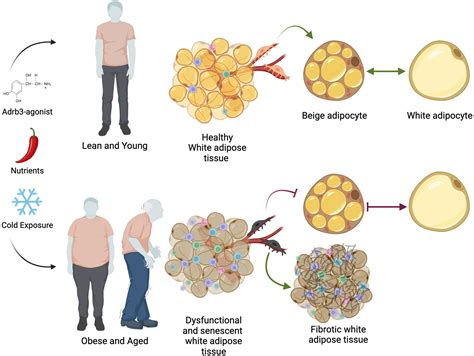 Frontiers Thermogenic Adipose Tissue In Energy Regulation And Metabolic Health