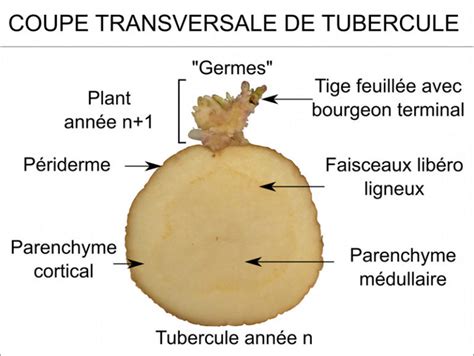 Lumière sur la pomme de terre Lycée Louis Bascan