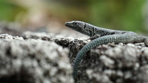 rapid evolution national vanguard