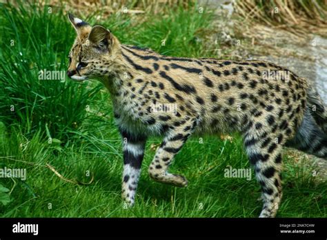 Wild Cat Closeup Stock Photo Alamy