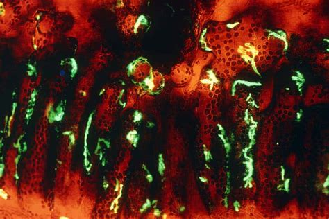 What Is Molecular Farming New Scientist