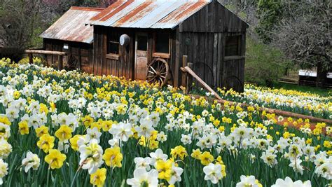 Daffodil Hill to open Saturday for 2019 season