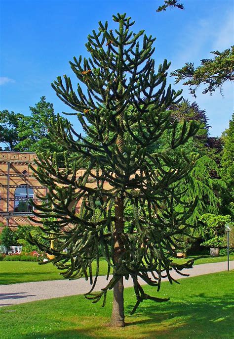 Monkey Puzzle Tree Araucaria araucana photographed at Karlsruhe ...