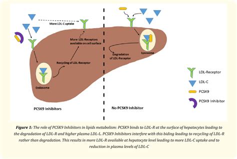 Table 3 From Evolocumab And Alirocumab A Review Of The Emerging Role