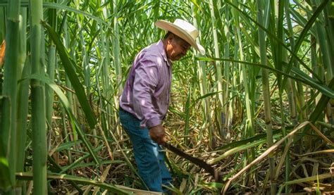 Lo Mejor De La Semana Representación AGRICULTURA San Luis Potosí