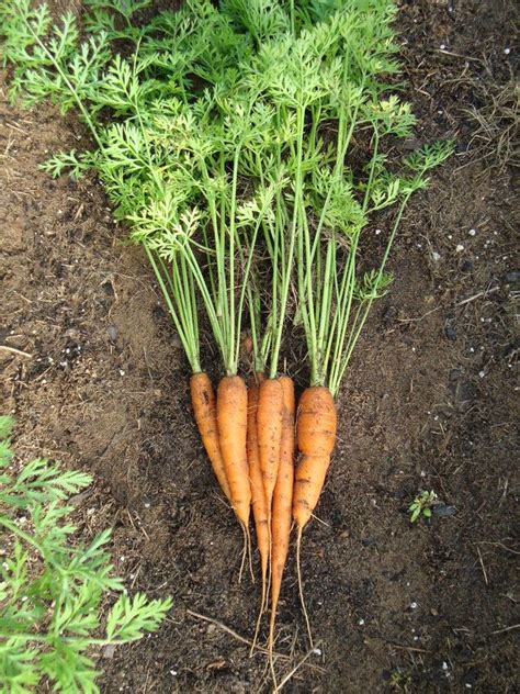 Carrot Nutrition Facts And Health Benefits HB Times