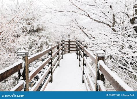 Snowy Winter Hallasan Mountain 1100 Highland in Jeju Island, Korea ...